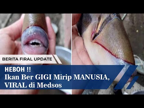 Video: Seorang Wanita Menemui Seekor Ikan Dengan Gigi Manusia Di Pantai - Pandangan Alternatif