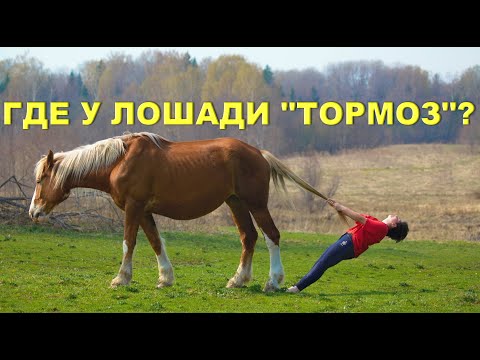 Как остановить лошадь?