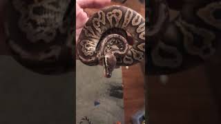 Celebrity Nahash the Black Pewter Ball Python Net Worth