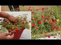 How to Save Portulaca for Next Season || Best Way to Save Portulaca for Next Year