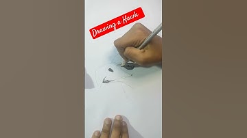 drawing a hawk easy drawing tutorial