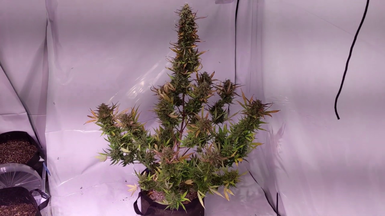 Dinafem Blue Critical Auto - Day 67