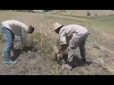 امتحانات كيفيت الحصاد مع الفلاح وديع 