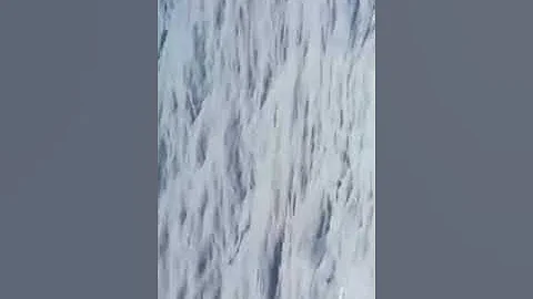Whales In Bermuda