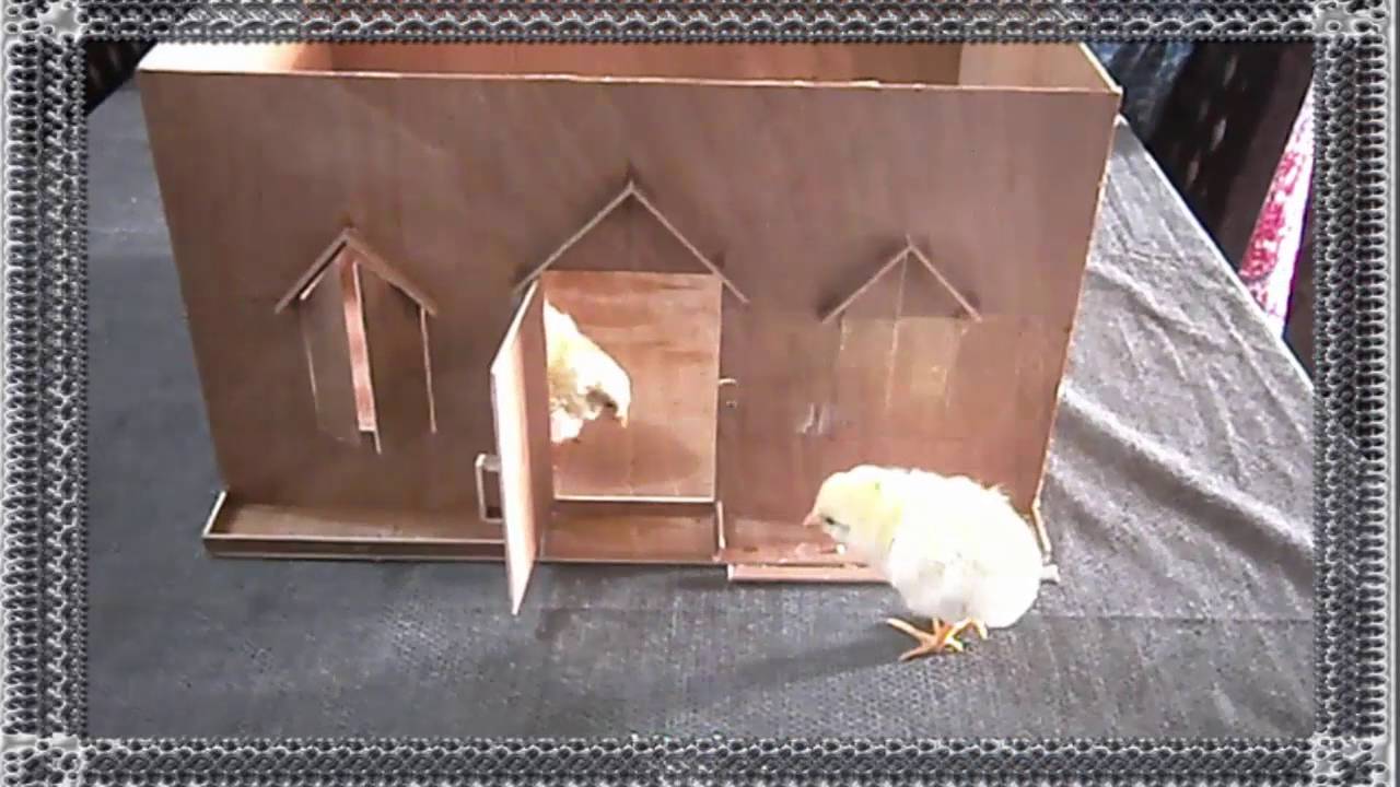 How Can Make Lovely baby Hen House - YouTube