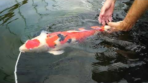 How to Backwash the Evolution Aqua K1 Micro Bead Filter