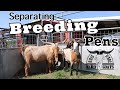 Breeding Season is Here | Separating The Does Into Breeding Pens | Kiko Goats |