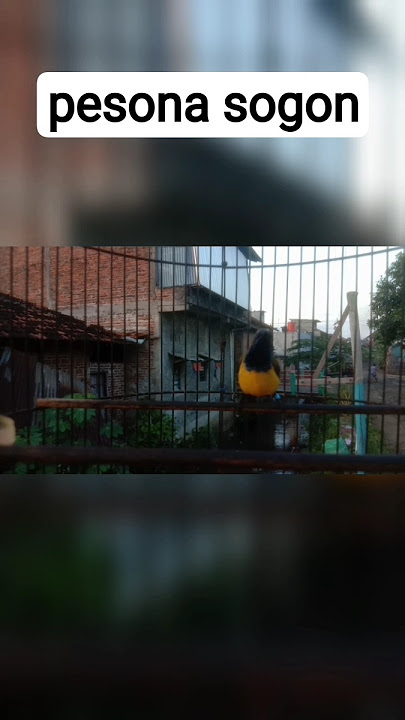 sogon gacor | masteran terbaik☑️