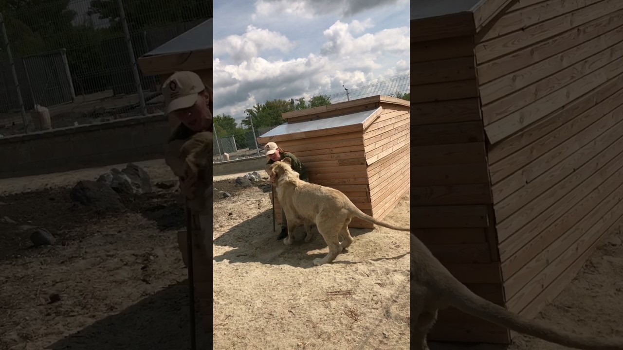 malkia park cena Lions Love Hug