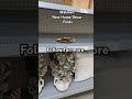 #shoppingonabudget #homedecor #homedecorstylingonabudget #home #walmartfinds #walkthrough