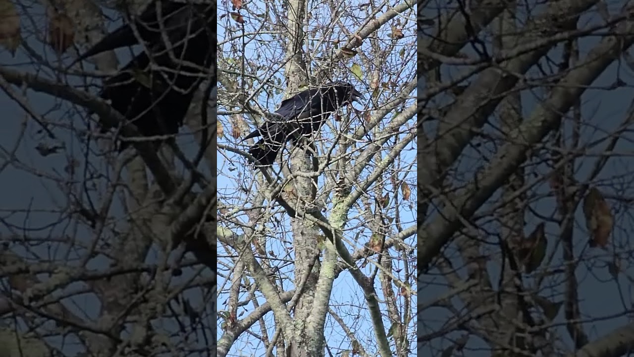 Raven Chatter