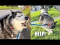 Husky needed help talking to dogs on a walk