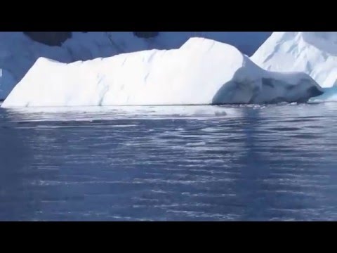 Video: Se: Fantastiske Optagelser Af Blåhvaler Fra Mor Og Kalv, Der Svømmer Nær Antarktis - Matador Network