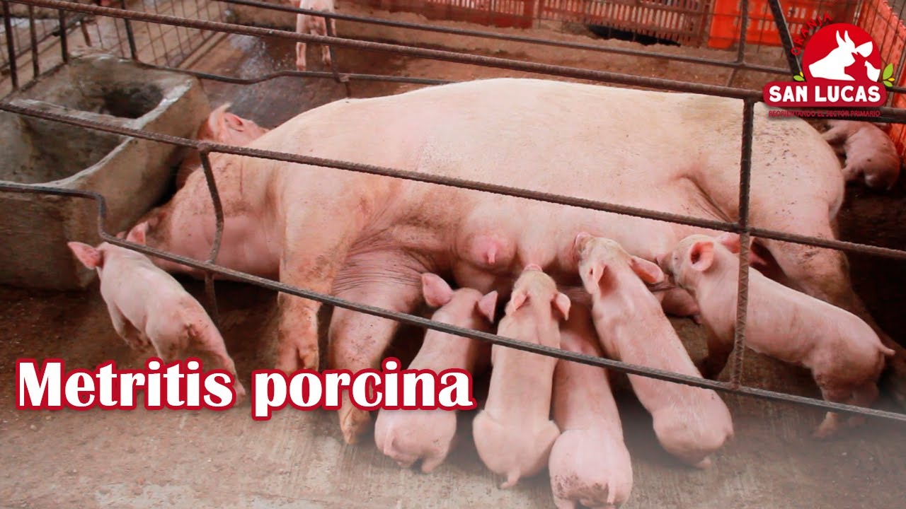 Metritis en cerdas paridas | Prevención y tratamiento | Granja San Lucas