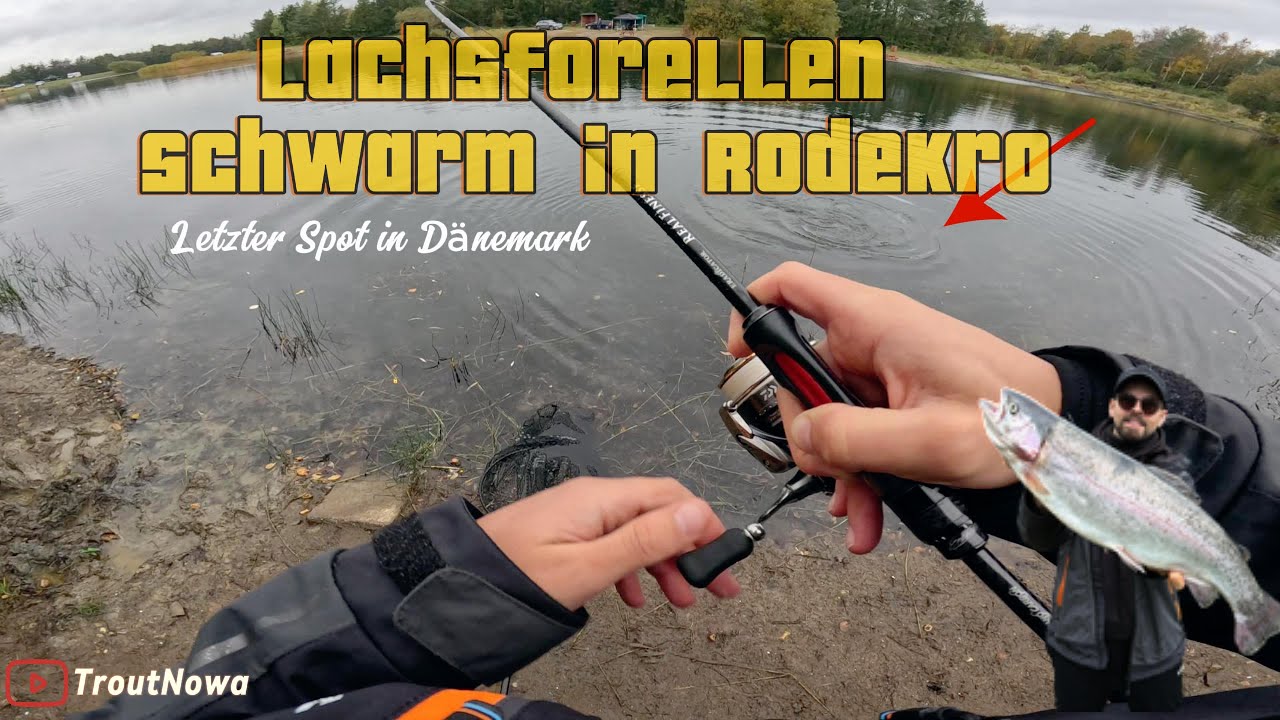 Totale XXL Lachsforellen Schwarm Eskalation - Rodekro Fiskepark - ULfishing - Spoonfishing