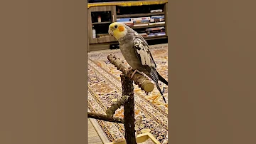 Cockatiel Singing Pink Panther Special تغريد مميز لطائر الكروان نغمة النمر الوردي 