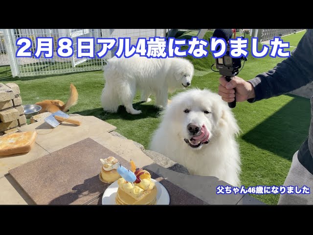 2月8日 アル4才になりました! グレートピレニーズ