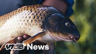 Catching ‘Sewer Salmon’ In One of the Most Polluted Rivers in the US