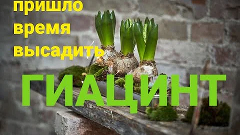 Гиацинт осенняя посадка в квартире