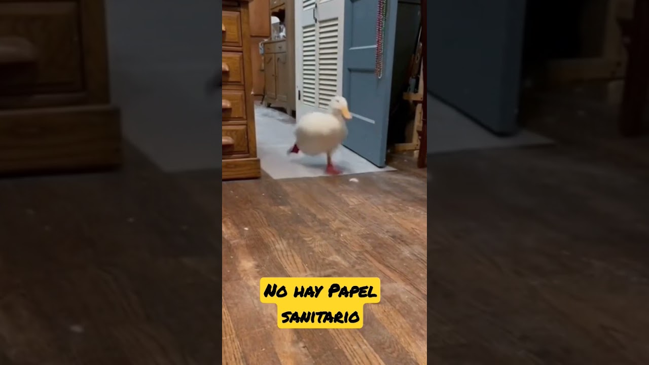 🤣 El Pato más Apurado del Mundo😅 La Divertida Carrera al Baño 🛁 🧻#pato #Pato #Humor #Celular