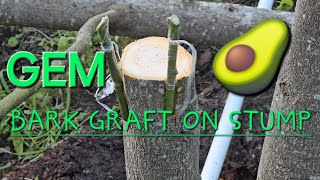 GEM BARK GRAFTS ON AVOCADO SEEDLING STUMP 🪵🌿🥑