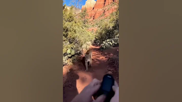 mountain lion attack a walking man