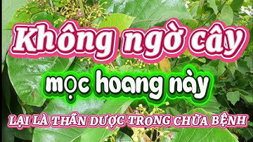 Không ngờ cây mọc hoang này lại là thần dược giúp chữa bách bệnh