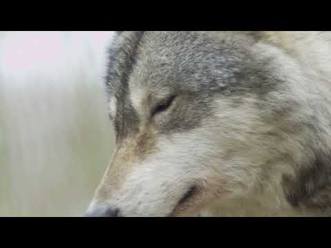 awesome wolf howling compilation भयानक भेड़िया गरजना संकलन#wolf.     #nature🐦video#naturevideo