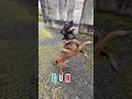 MALINOIS 29 GUN