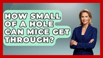 How Small Of A Hole Can Mice Get Through? - Insects and Invaders