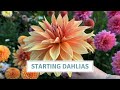 How to start dahlias beginners guide to pottingup dahlia tubers  cottoverdi