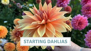How To Start Dahlias, Beginner’s Guide To Potting-Up Dahlia Tubers // Cottoverdi