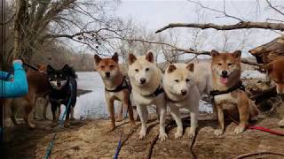 Shiba Hike: February 2019 by SachiPlay 213 views 5 years ago 4 minutes, 47 seconds