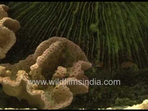 Exploring coral textures and African moony fish underwater