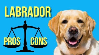 Labrador Pros And Cons ( Why & Why Not You Should Get A Lab )