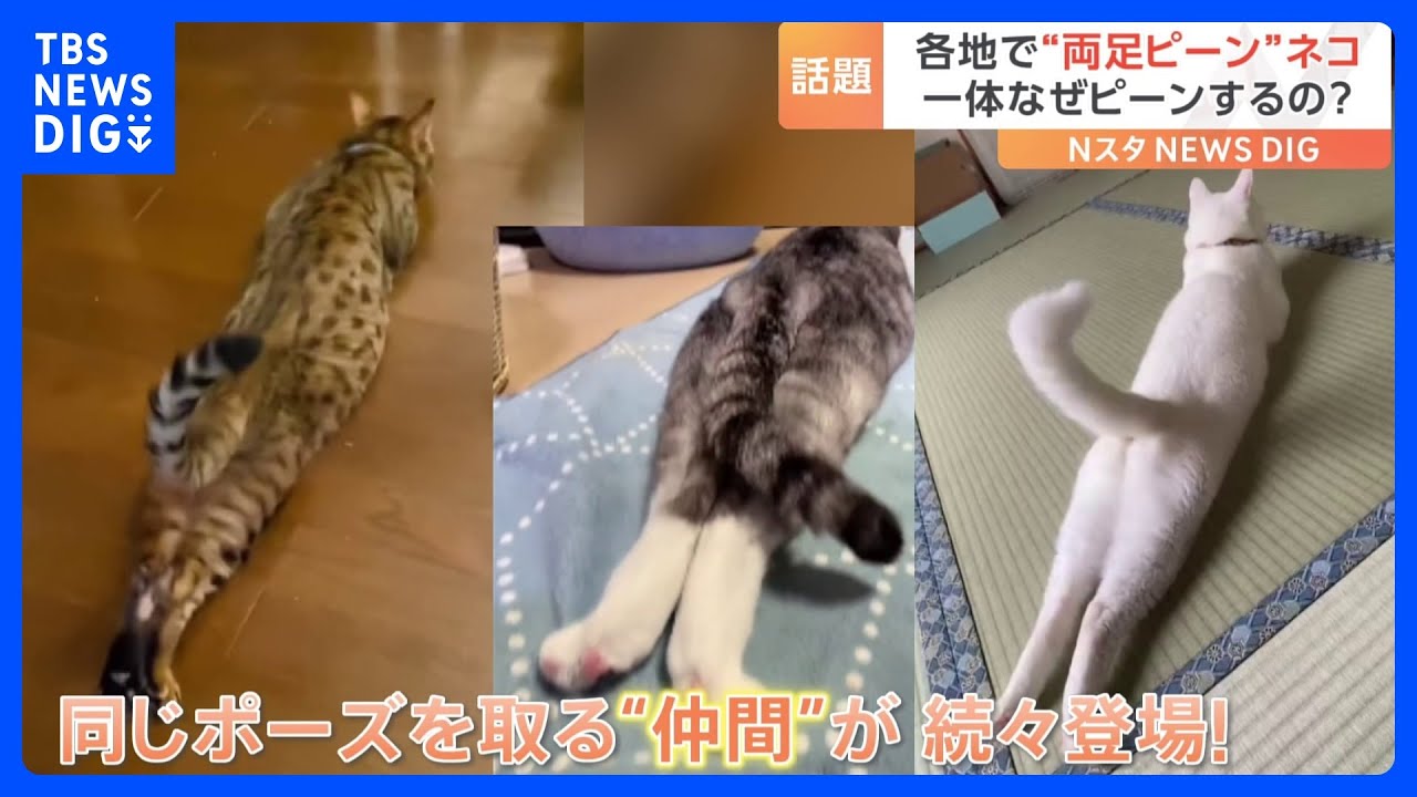 ネコなのにスラっと伸びる長い脚…各地で発見“両足ピーン”ネコ 夏に多い