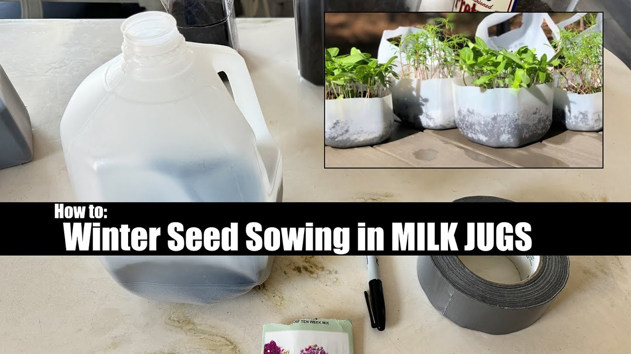 Here's how to do Winter SEED SOWING in a milk jug!! YouTube