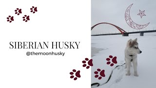 ПРОГУЛКА С ХАСКИ / ЩЕНОК / siberian husky puppy
