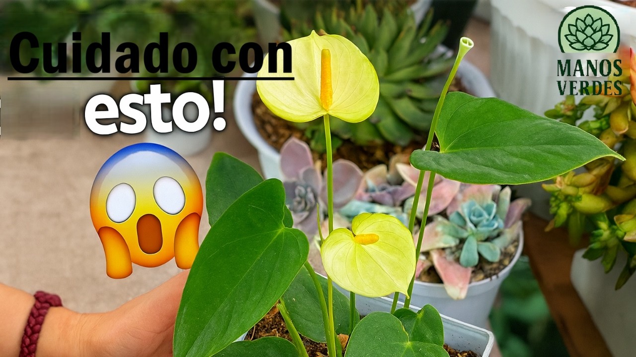 Trasplante de Anturio Amarillo ¡Cuidado!