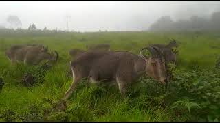 Nilgiritragus hylocrius