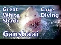 Great White Shark Cage Diving, Gansbaai, South Africa