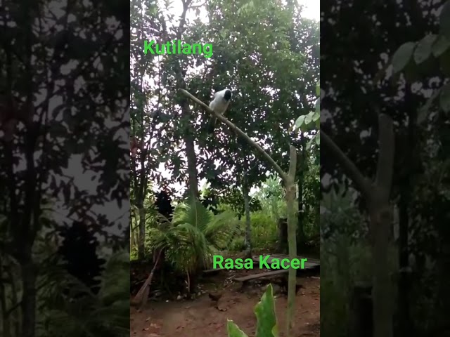 Burung Kutilang rasa Kacer class=