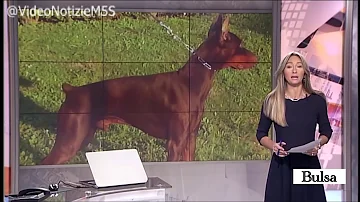 Quanto risarcimento per morso di cane?