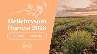 Helichrysum Harvest 2023 | Young Living Europe