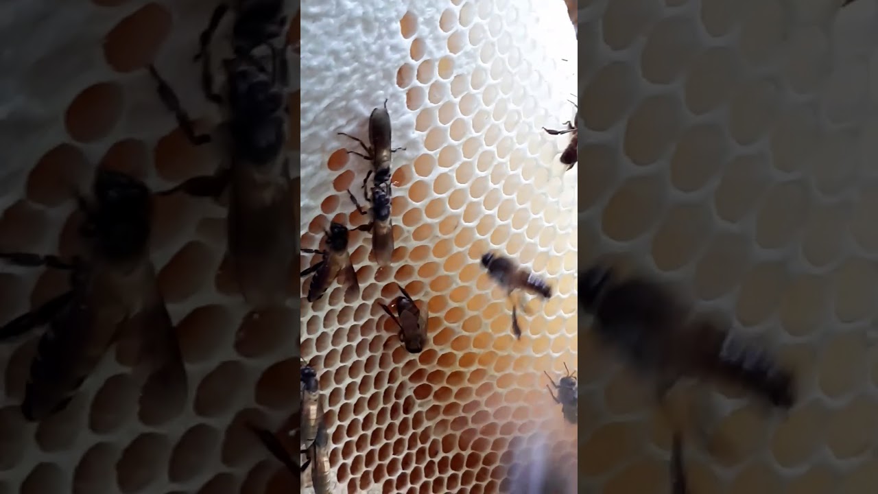 💦Giant Great 🤩🤩🤩 YouTube