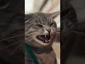 Cat Worker Snaps At Customer