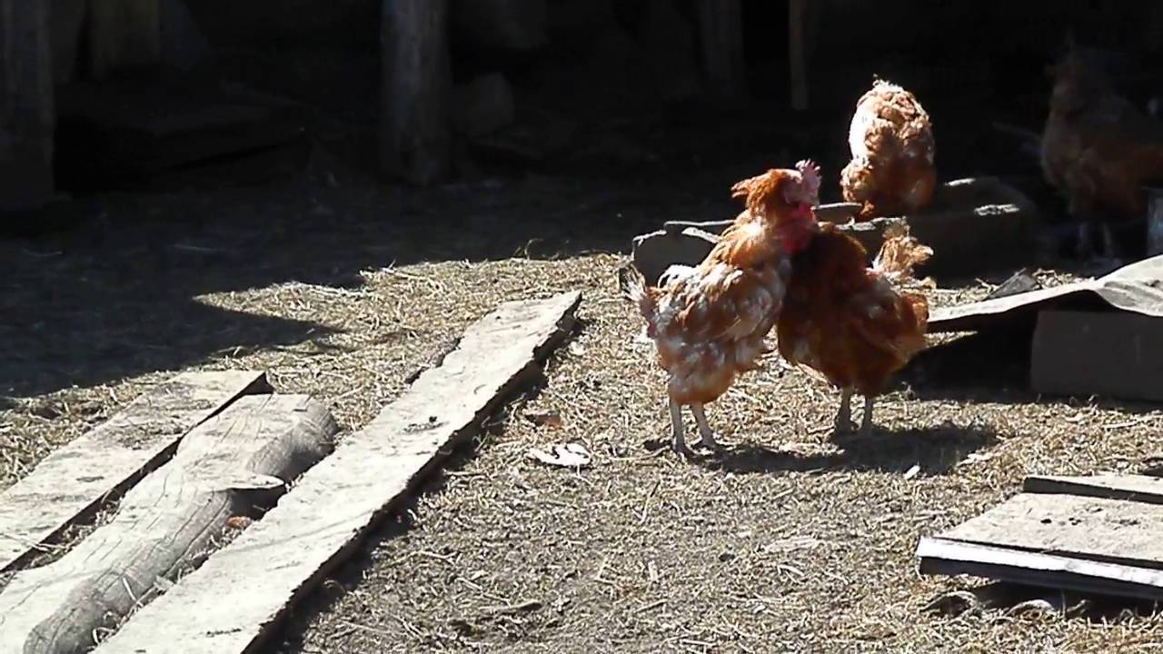 Видео про куриц. Куры в курятнике драка. Куриные бои.