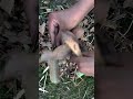 asmr 🍃 🍂 🍁 🍃 🍂 #ambientsounds #asmr #calmingsounds #forestambience #greenaesthetic