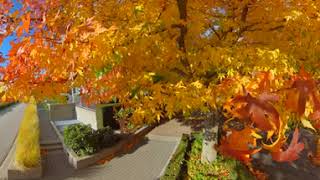 360 VIDEO OF FALL LEAVES WITH INSTA360 PRO2 T1