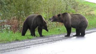 Grizzly Bears Scream To Each Other